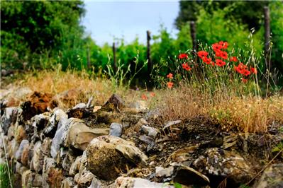 vigneto Pallina