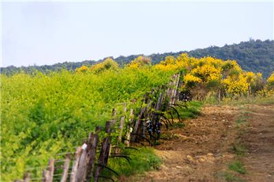 vigneto Pallina