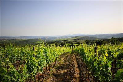 vigneto Pallina - Merlot