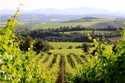 vigneto Pallina - Merlot 