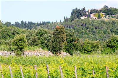 vigneto Pallina - Petit Verdot