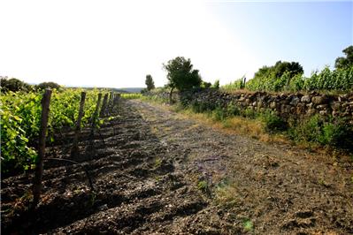 vigneto Pallina - Petit Verdot