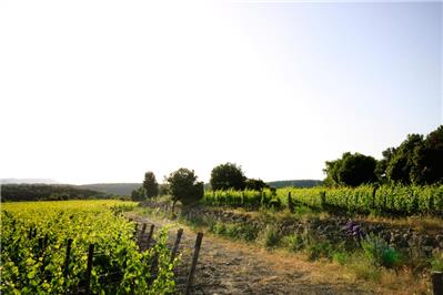 vigneto Pallina - Petit Verdot