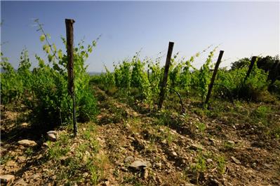 vigneto Pallina - Sagrantino