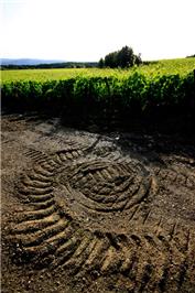 vigneto Pallina - Sangiovese