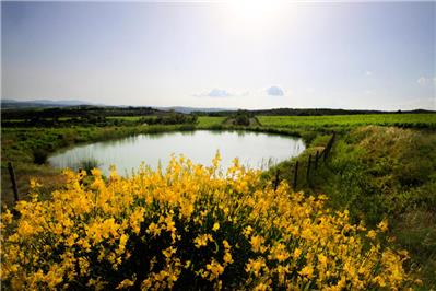 vigneto Pallina - laghetto