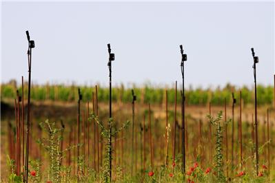 vigneto Vergena - Malbec