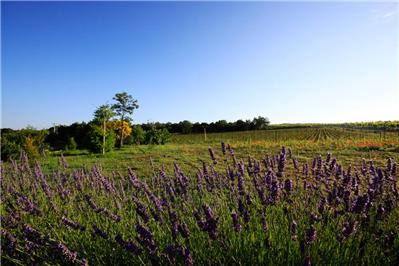 vigneto Vergena - Malbec